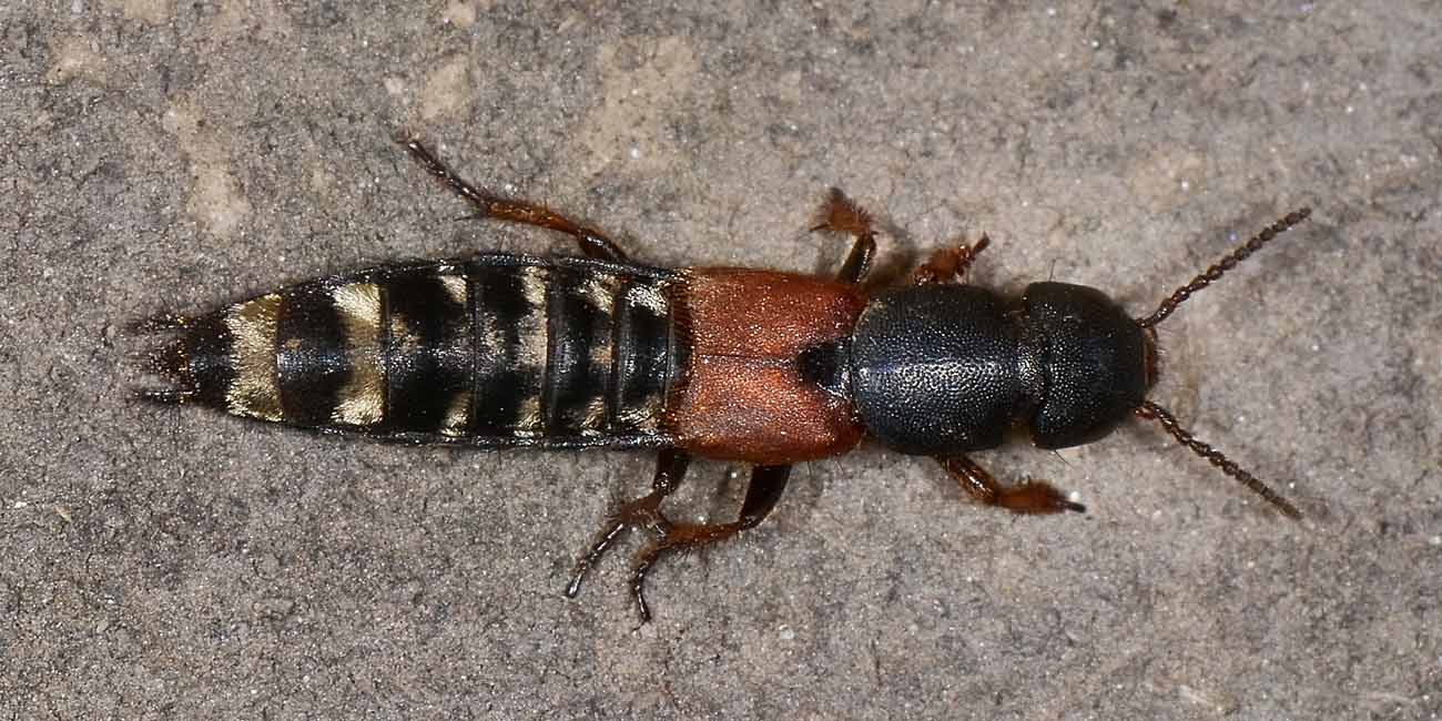 Platydracus stercorarius (Staphylinidae)